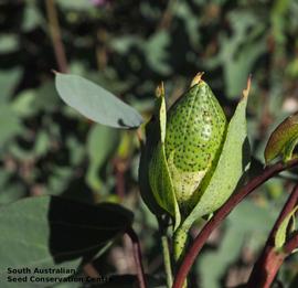   Fruit:   Gossypium sturtianum ; Photo by South Australian Seed Conservation Centre, used with permission
